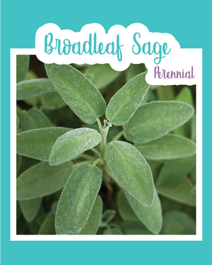 Broadleaf Sage