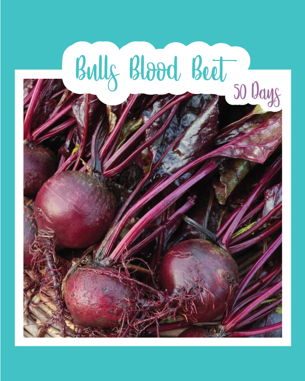 Bulls Blood Beets