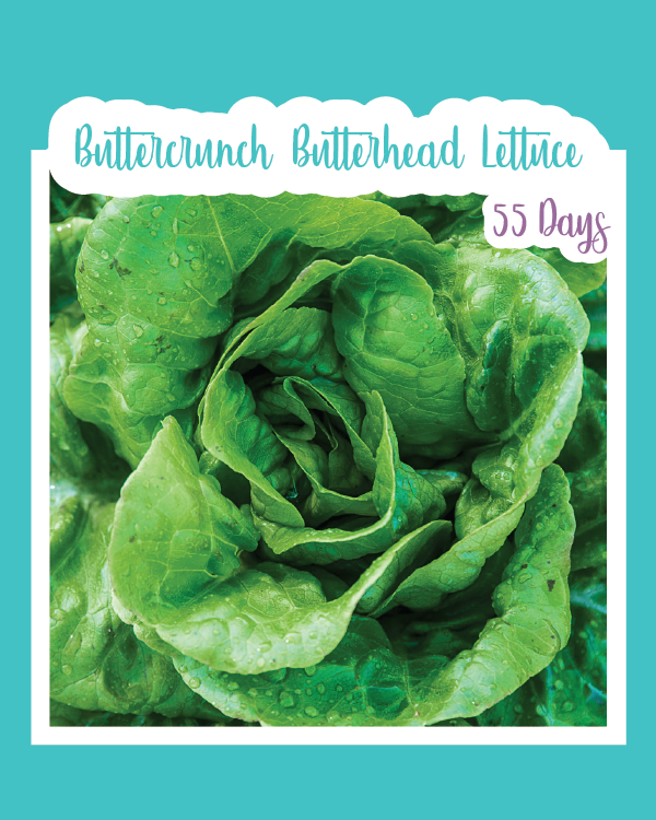 Buttercrunch Butterhead Lettuce