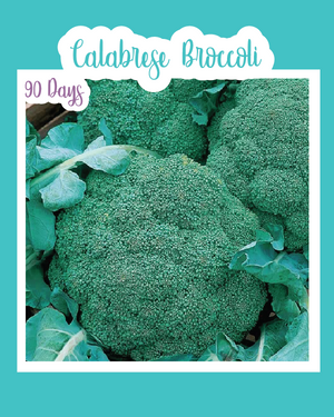 Calabrese Broccoli