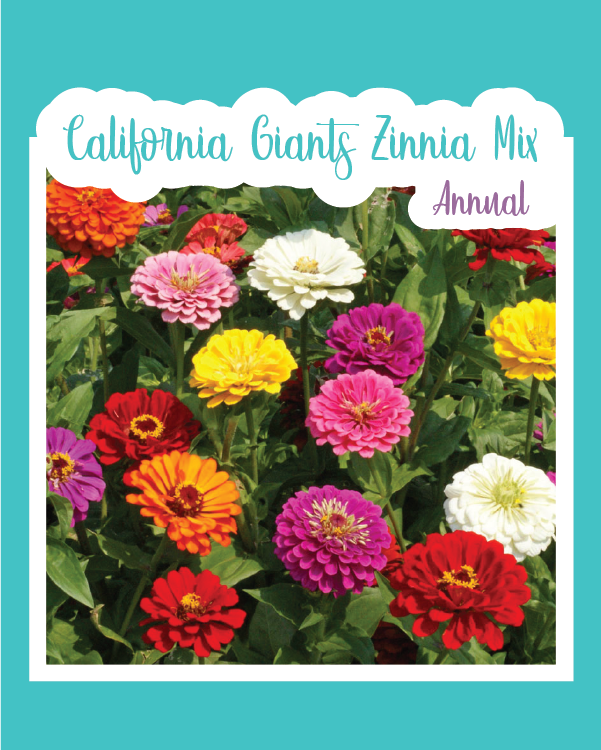 California Giants Zinnia Mix