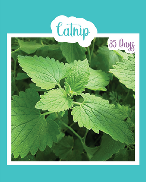 Catnip