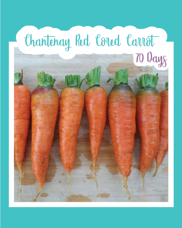 Chantenay Red Cored Carrot