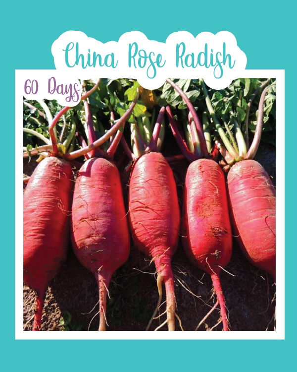 China Rose Radish