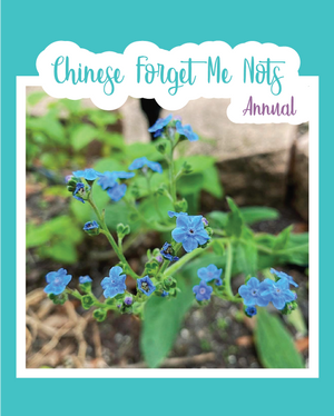 Chinese Forget Me Not