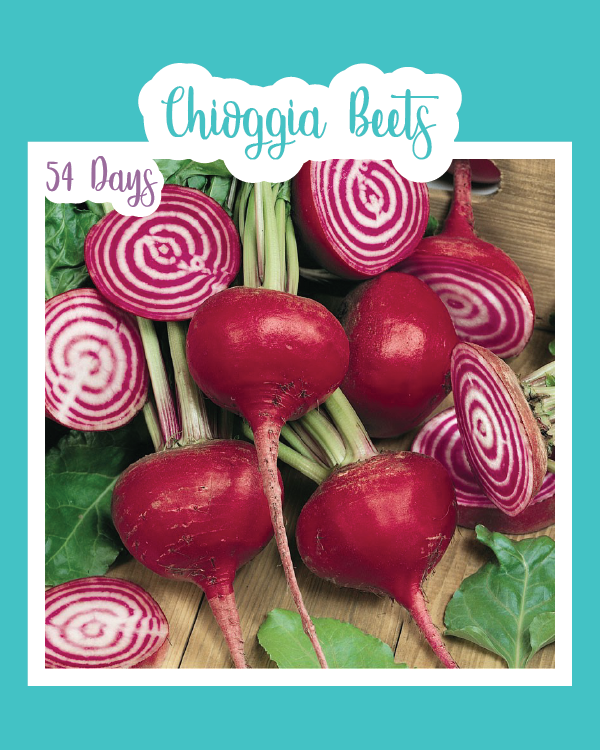 Chioggia Beets