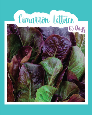 Cimarron Romaine Lettuce