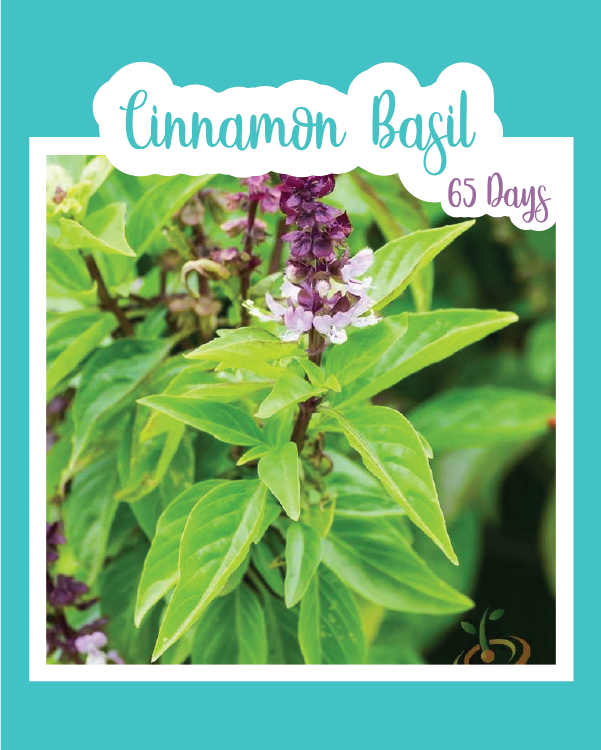 cinnamon mint plant Cinnamon Basil