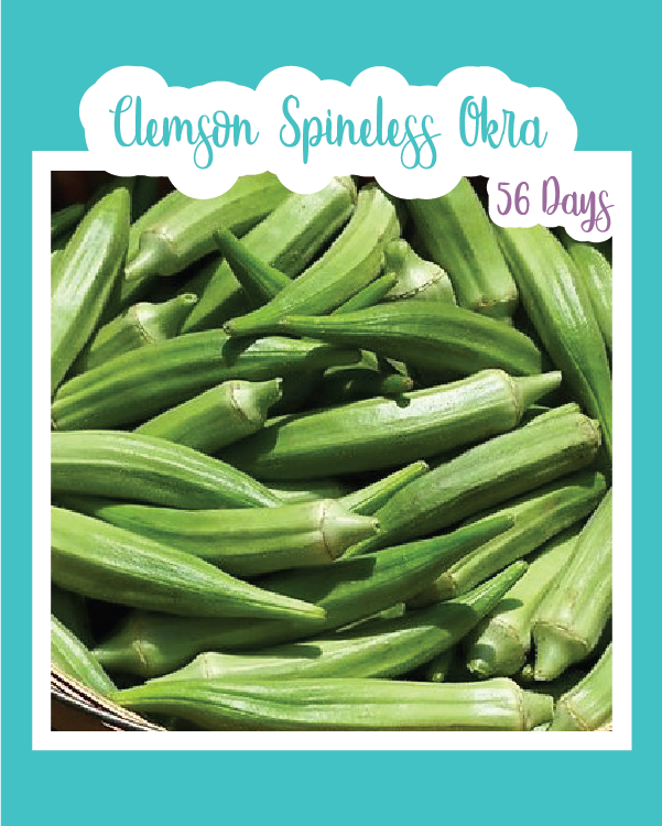 Clemson Spineless Okra