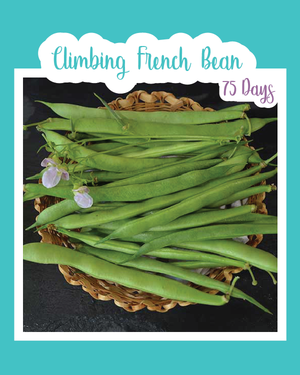 Climbing French Bean