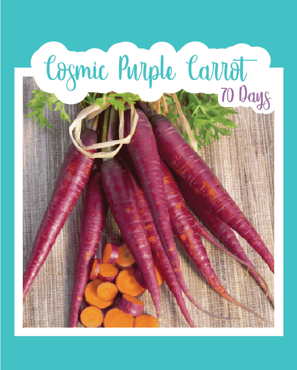 Cosmic Purple Carrot