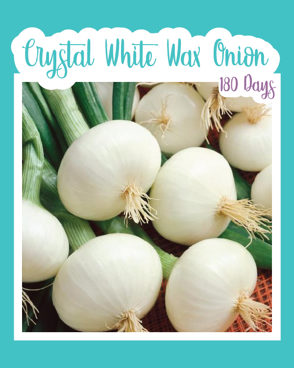 Crystal White Wax Onion