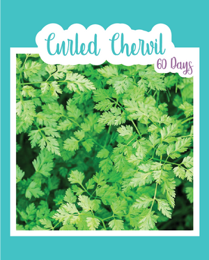 Curled Chervil