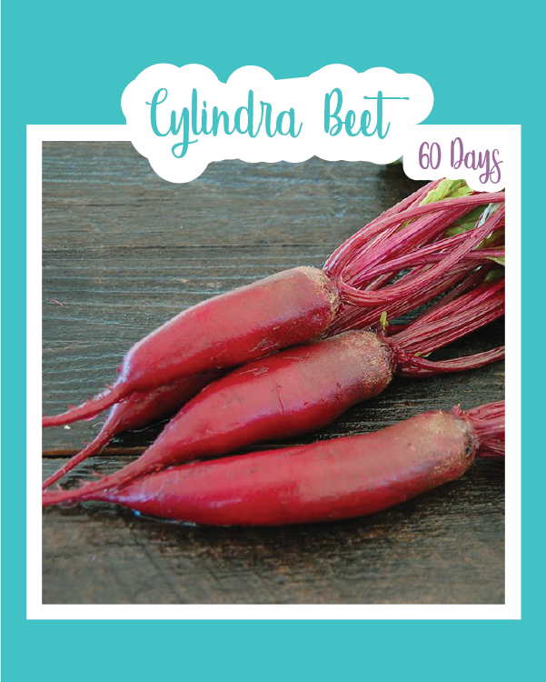 Cylindra Beets