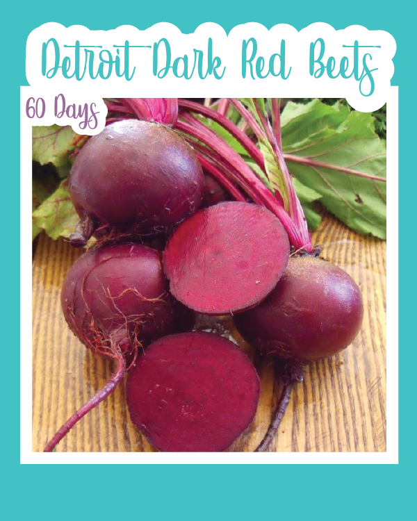 Detroit Dark Red Beets