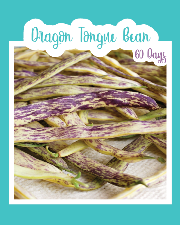 Dragon Tongue Bush Bean