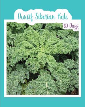 Dwarf Siberian Kale