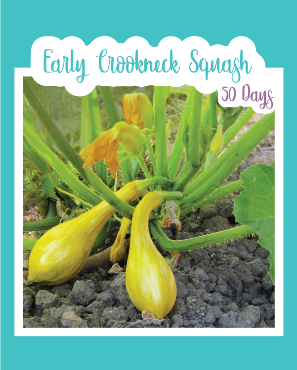 Early Crookneck Summer Squash