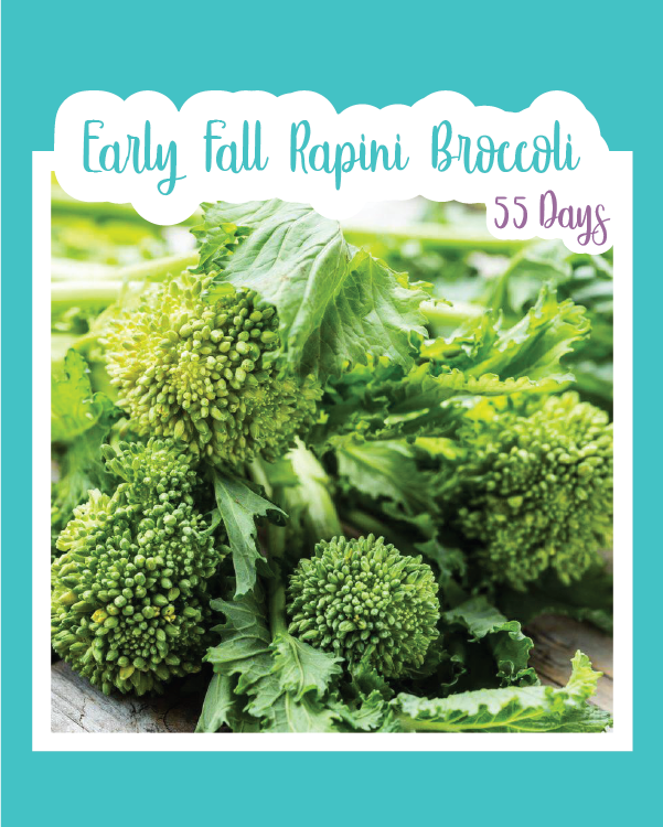 Early Fall Rapini Broccoli