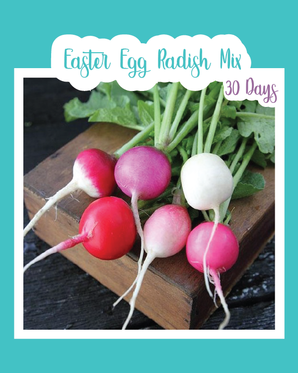 Easter Egg Radish