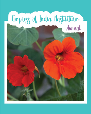 Empress of India Nasturtium