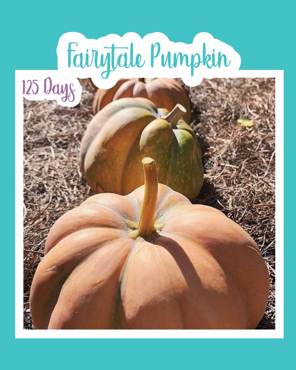 Fairytale Pumpkin