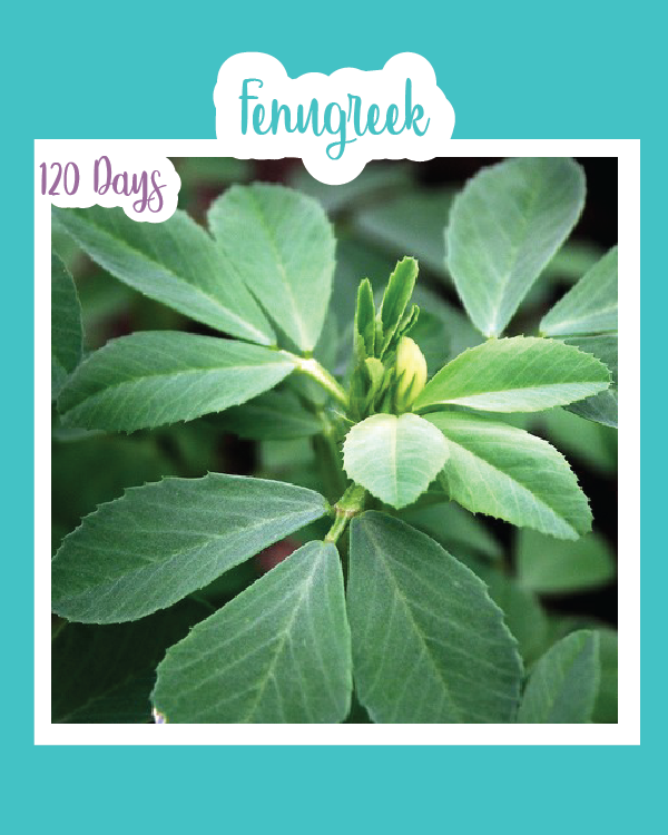 fenugreek seeds to plant Fenugreek
