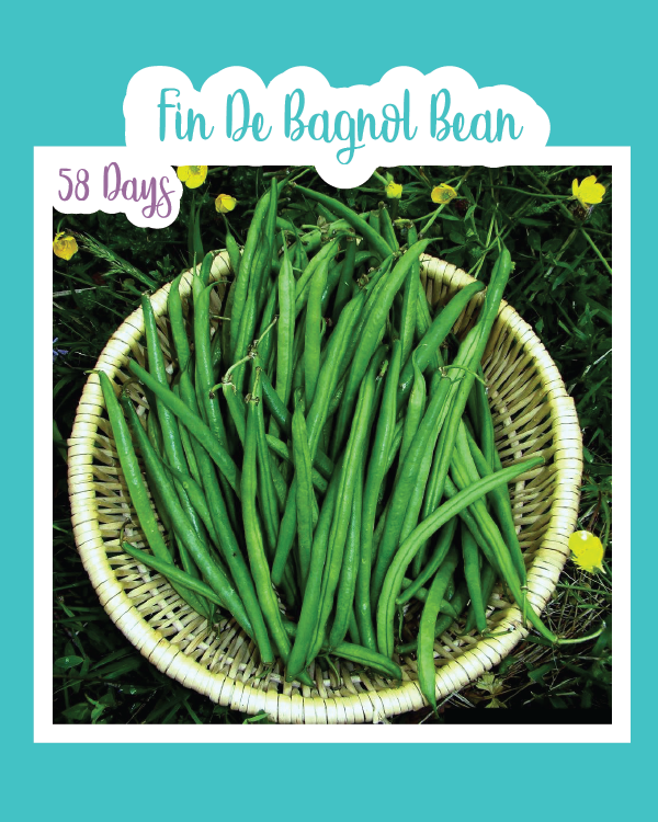 Fin De Bagnol Bush Bean