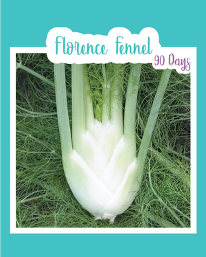 Florence Fennel