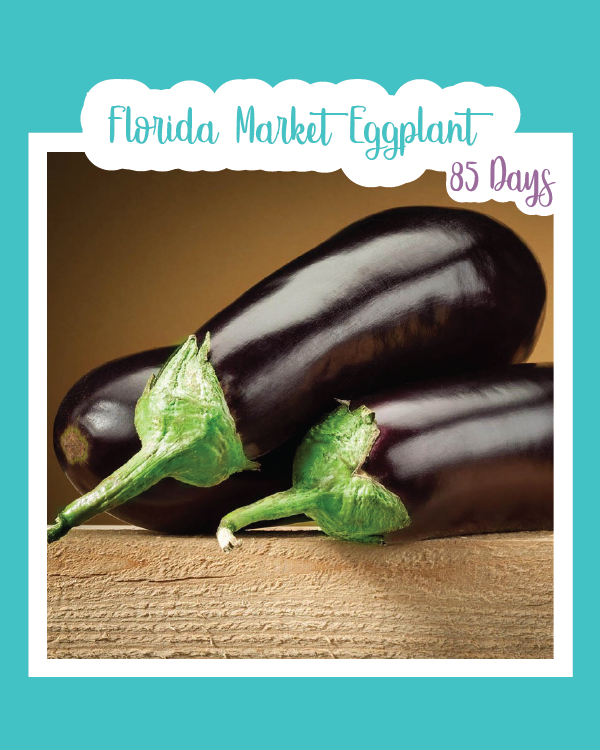 Florida Market Eggplant
