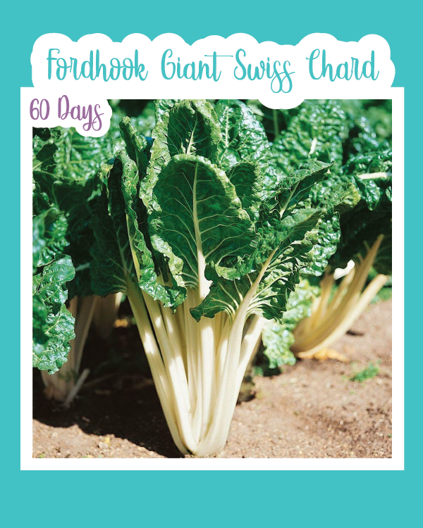 Fordhook Giant Swiss Chard