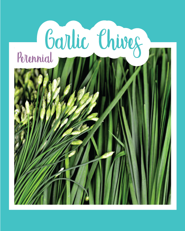 Garlic Chives