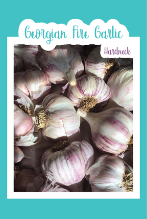 Organic Georgian Fire Garlic (Hardneck)