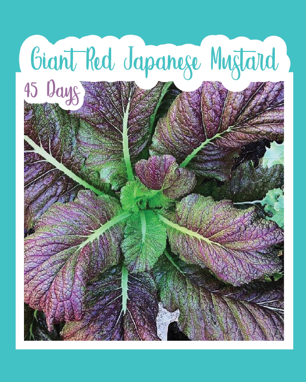 Giant Red Japanese Mustard