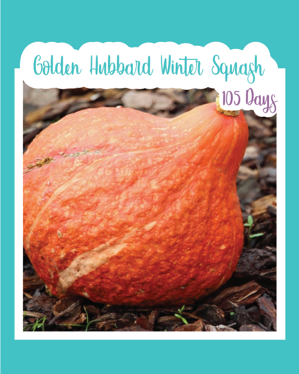 Golden Hubbard Winter Squash