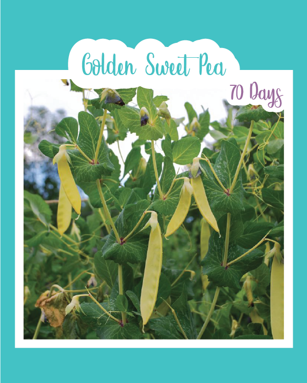 Golden Sweet Pea