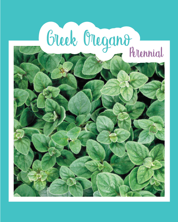 Greek Oregano