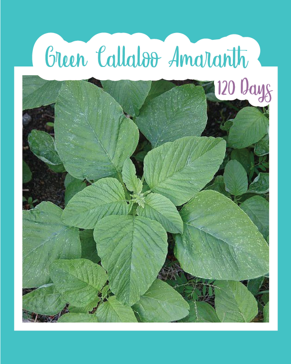 Green "Callaloo" Amaranth