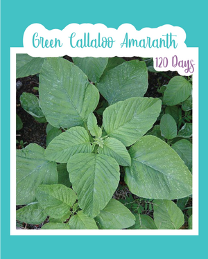 Green "Callaloo" Amaranth