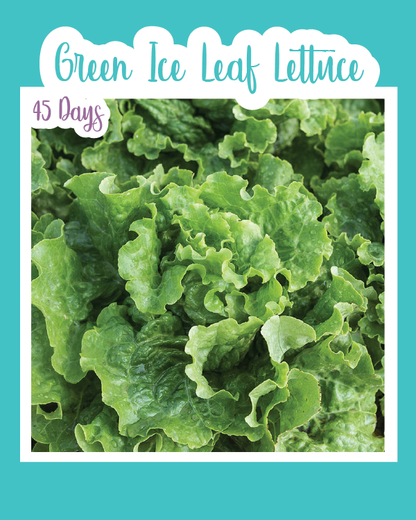 Green Ice Leaf Lettuce