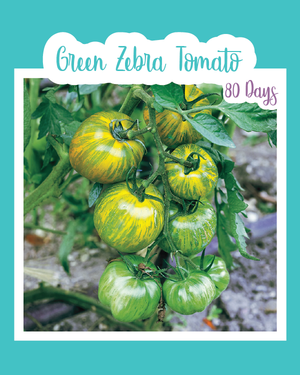 Green Zebra Tomato