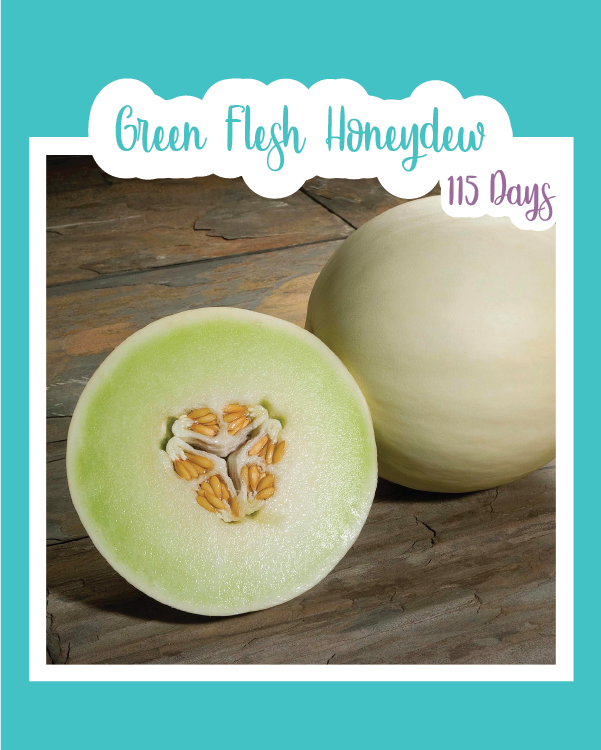 Green Flesh Honeydew Melon