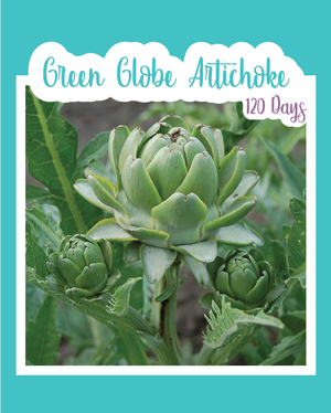 Green Globe Artichoke