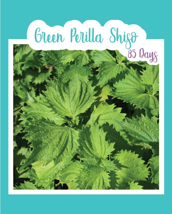 Green Shiso (Perilla)