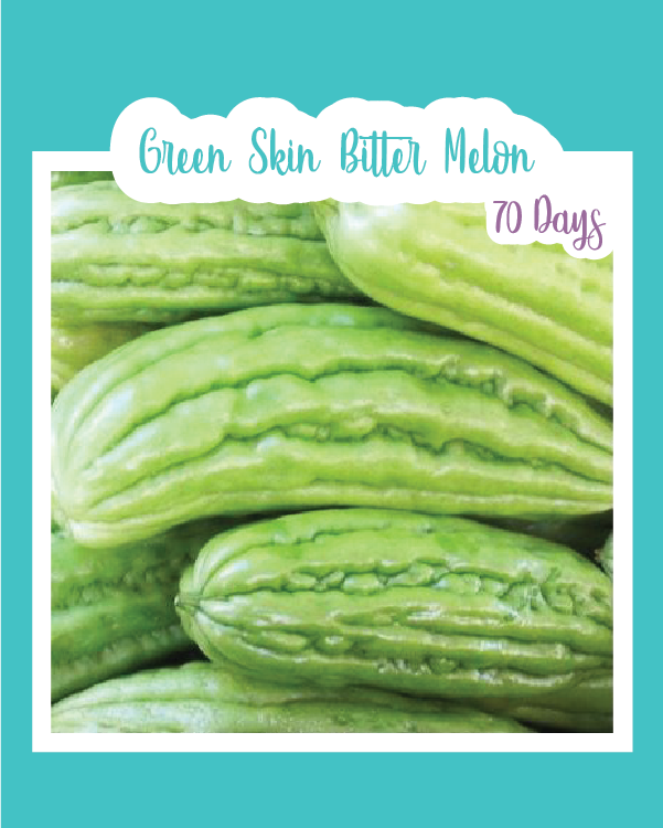 Green Skin Bitter Melon