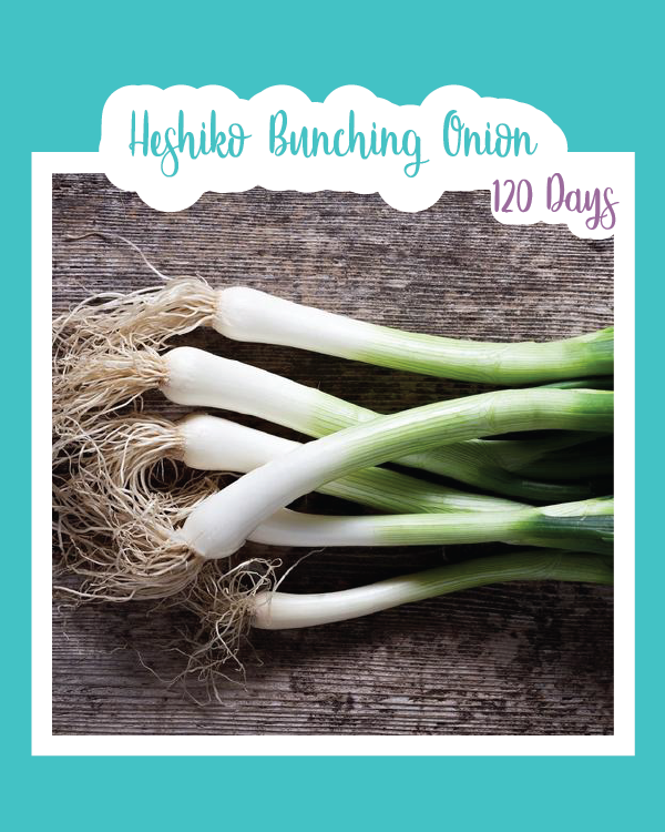 Heshiko Bunching Onion