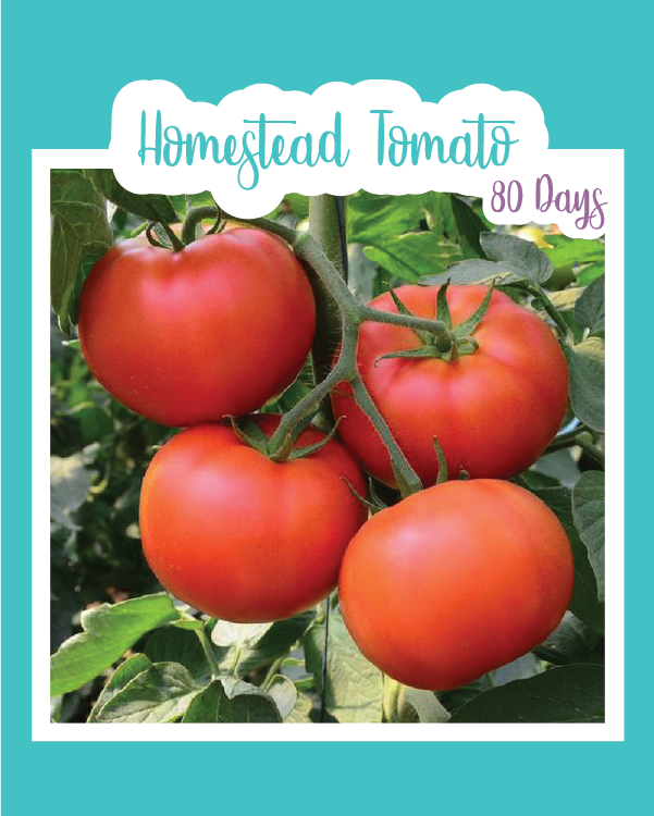 Homestead Tomato