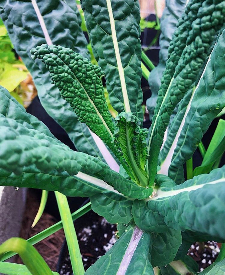 Black Magic Kale