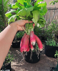 French Breakfast Radish