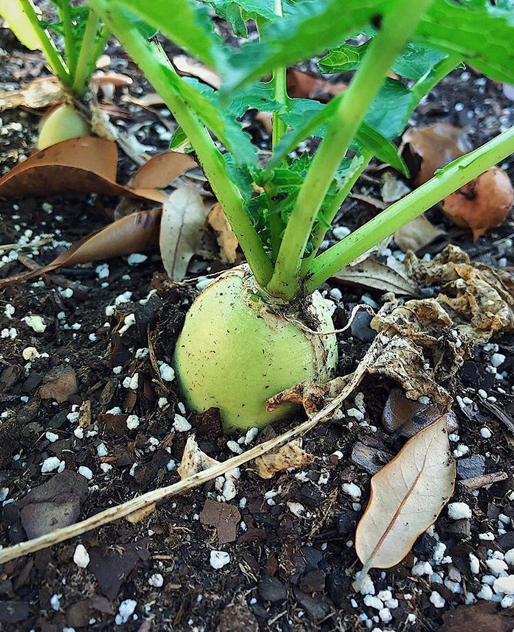 planting watermelon radish seeds Watermelon Radish